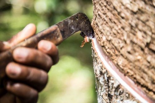 Porsche dan Michelin Jalin Kerjasama Dengan Petani Karet Indonesia