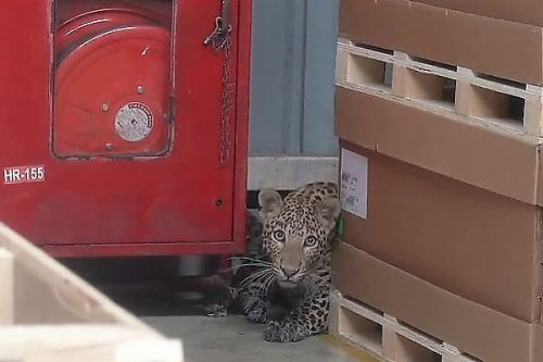 Pabrik Mercy di India Tutup Gara-Gara Kemasukan Macan