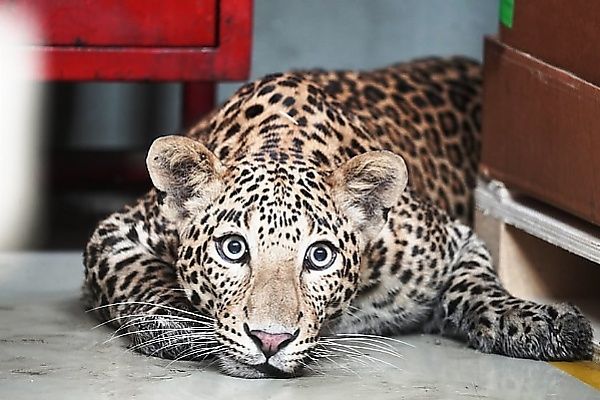 Macan tutul masuk pabrik Mercedes-Benz