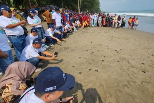 Daihatsu Lepasliarkan 8.000 Ekor Tukik di Pantai Pasir Jambak